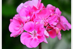Crème minceur huile essentielle de géranium