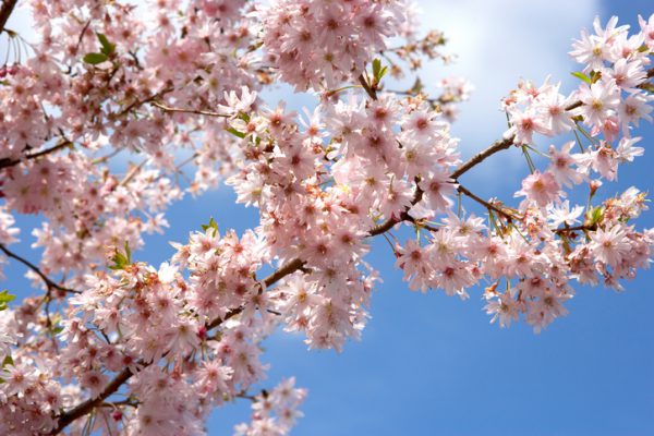 Comment fabriquer la lotion hydratante "Fleurs de cerisier" ?